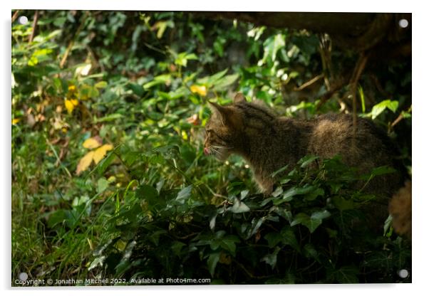 Scottish Wildcat ( Felis silvestris silvestris ) Acrylic by Jonathan Mitchell
