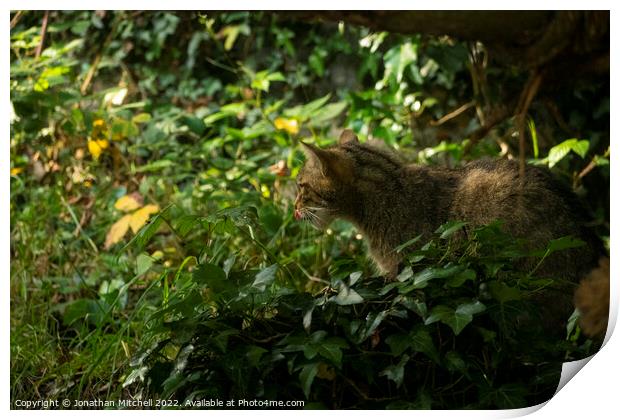 Scottish Wildcat ( Felis silvestris silvestris ) Print by Jonathan Mitchell