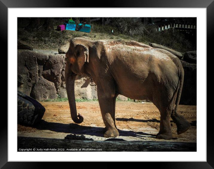Asian Elephant Framed Mounted Print by Judy Hall-Folde