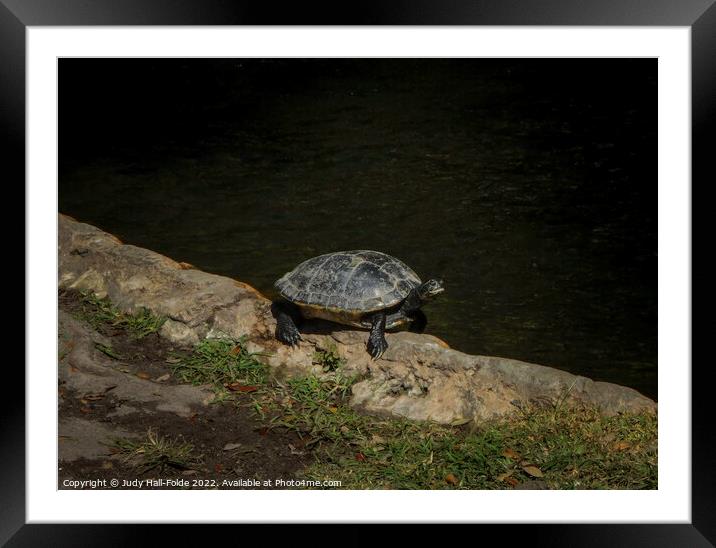 Turtle in the Sun Framed Mounted Print by Judy Hall-Folde