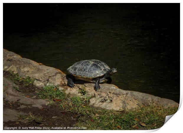 Turtle in the Sun Print by Judy Hall-Folde