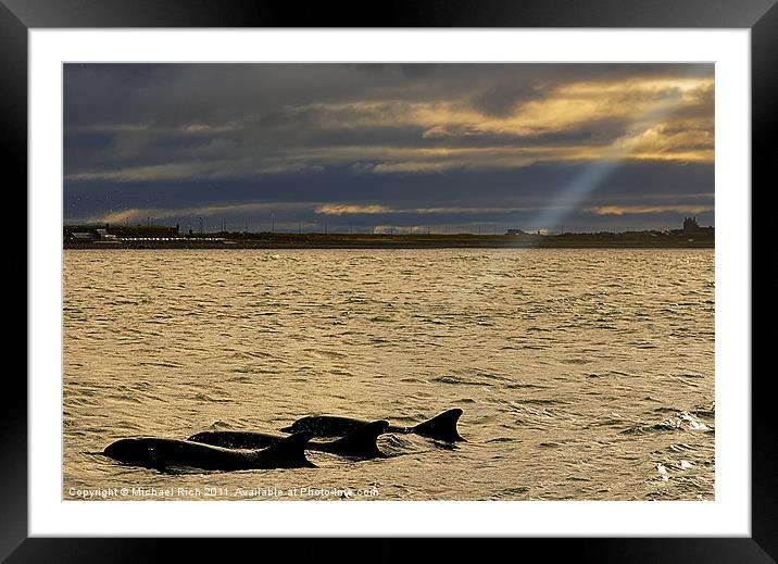 Spot Light On Dolphins Framed Mounted Print by Michael Rich