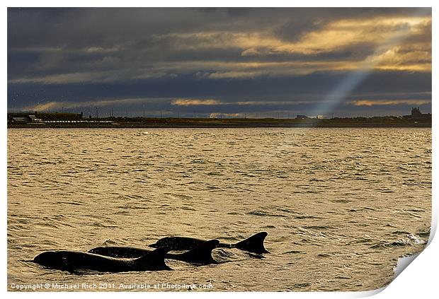 Spot Light On Dolphins Print by Michael Rich