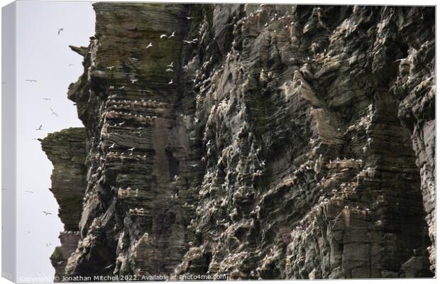 Northern Gannets, Isle of Noss, Shetland Islands, Scotland, 2011 Canvas Print by Jonathan Mitchell