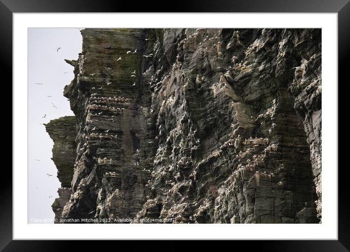 Northern Gannets, Isle of Noss, Shetland Islands, Scotland, 2011 Framed Mounted Print by Jonathan Mitchell