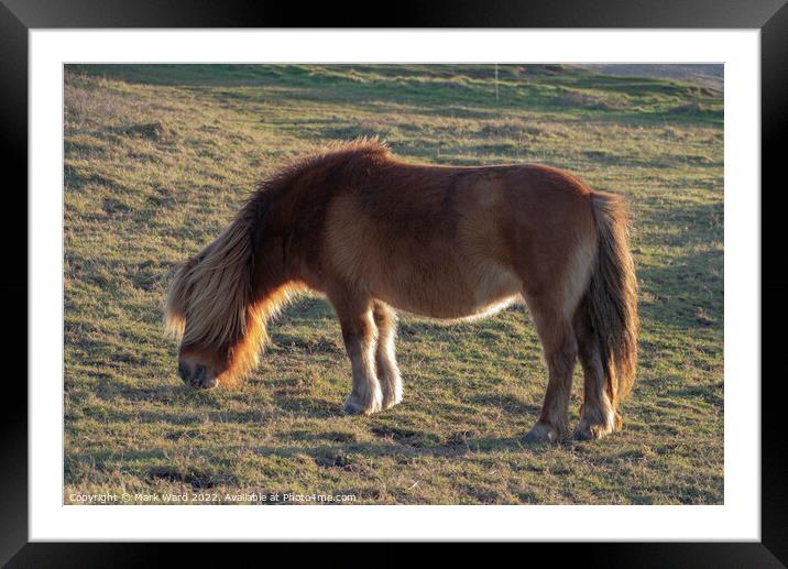 A Wild Pony at Beachy Head. Framed Mounted Print by Mark Ward