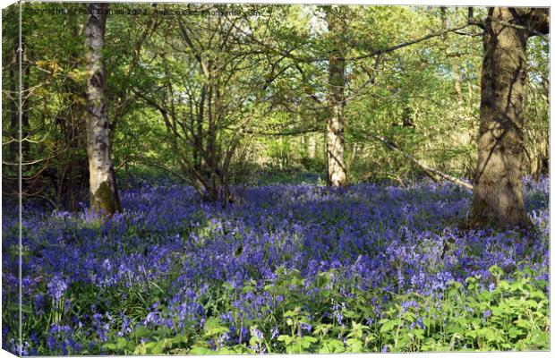 Bluebells in the woods Canvas Print by Paul Daniell