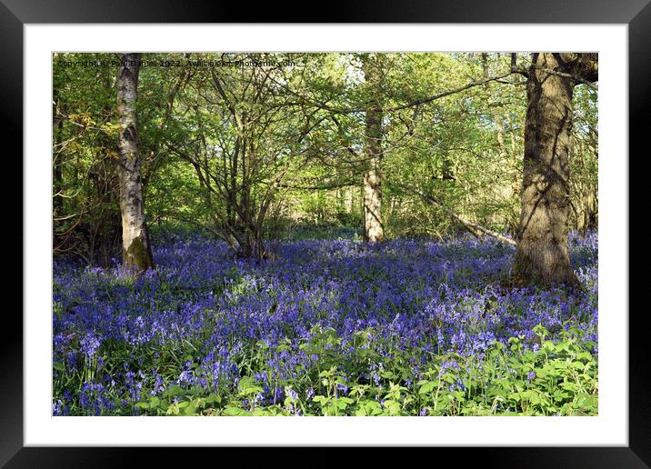 Bluebells in the woods Framed Mounted Print by Paul Daniell