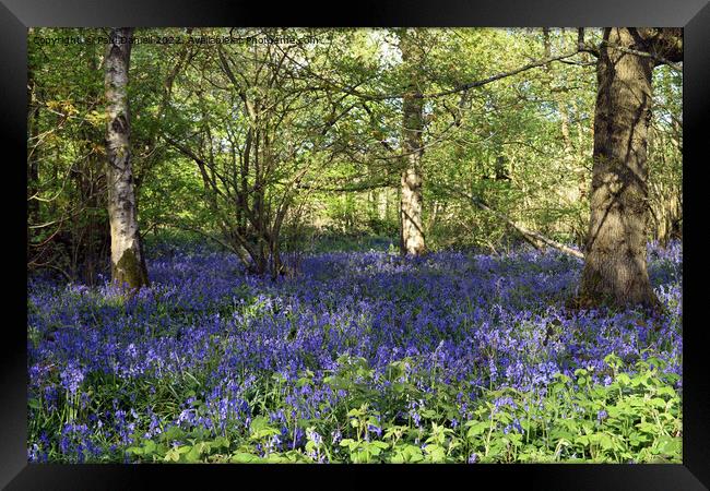 Bluebells in the woods Framed Print by Paul Daniell