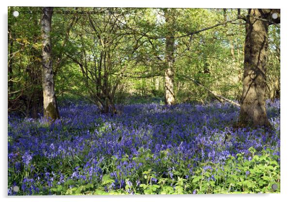 Bluebells in the woods Acrylic by Paul Daniell