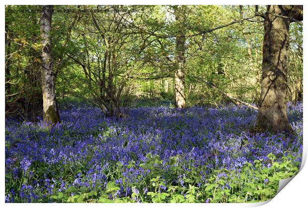 Bluebells in the woods Print by Paul Daniell
