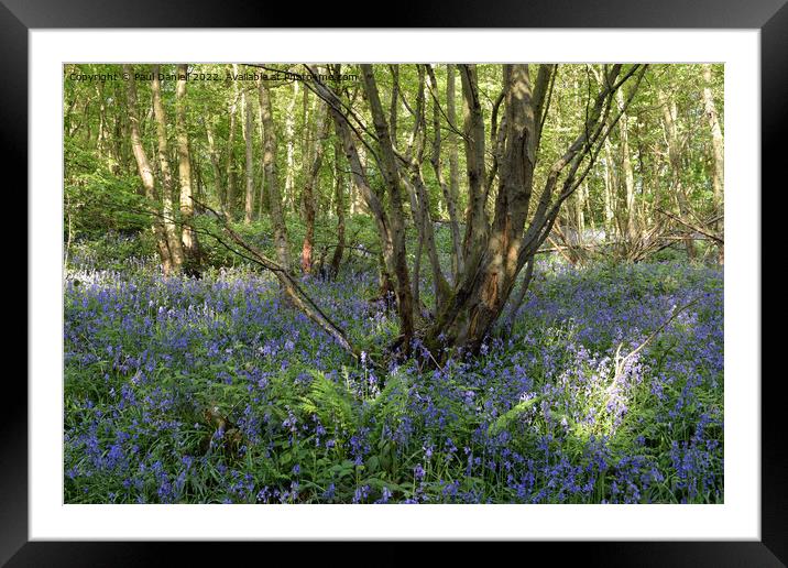 Woodland bluebells Framed Mounted Print by Paul Daniell