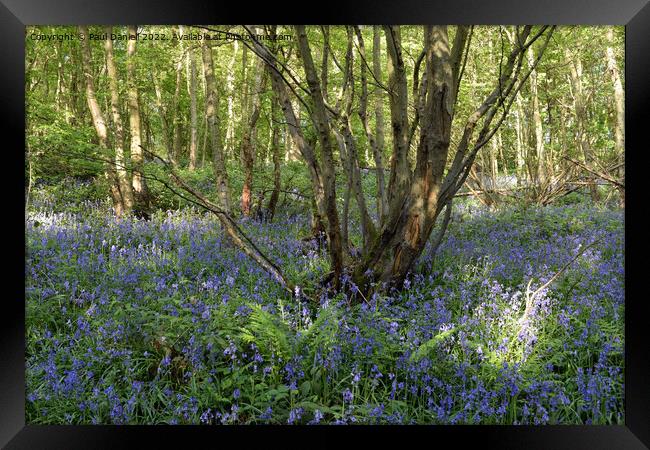 Woodland bluebells Framed Print by Paul Daniell