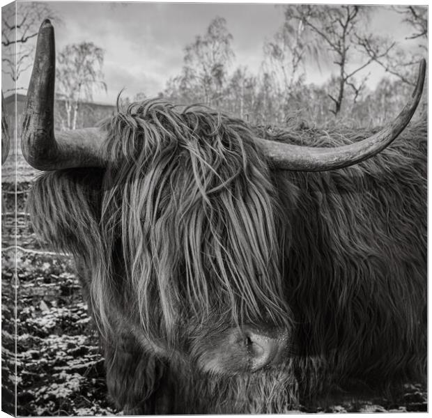 Highland Cow Canvas Print by Duncan Loraine