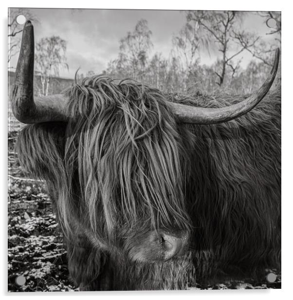 Highland Cow Acrylic by Duncan Loraine