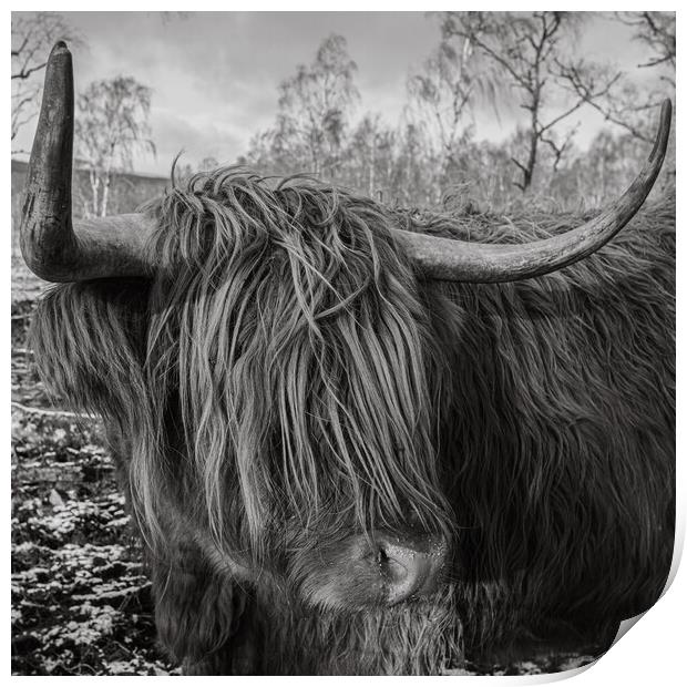 Highland Cow Print by Duncan Loraine