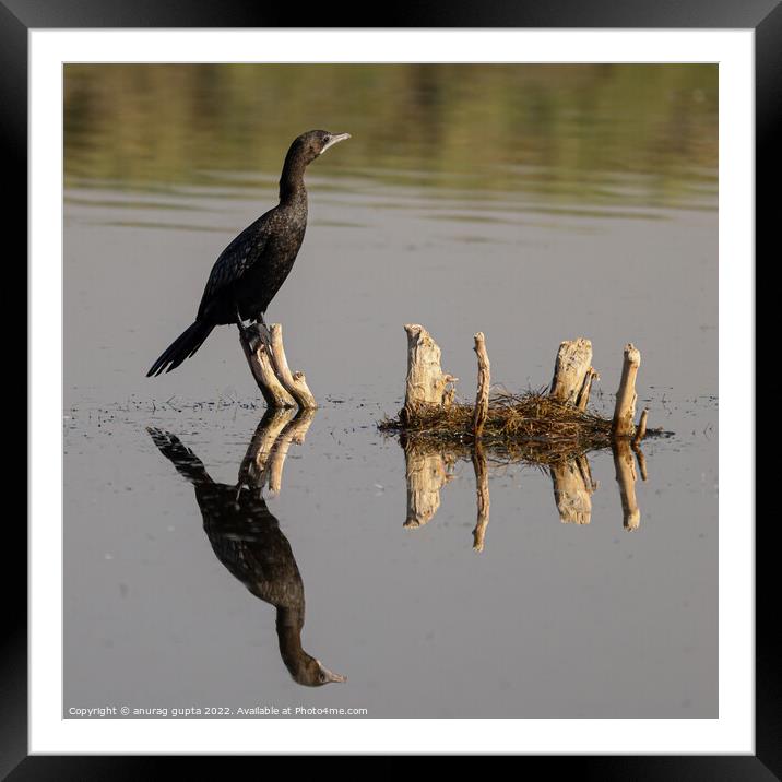Reflections Framed Mounted Print by anurag gupta