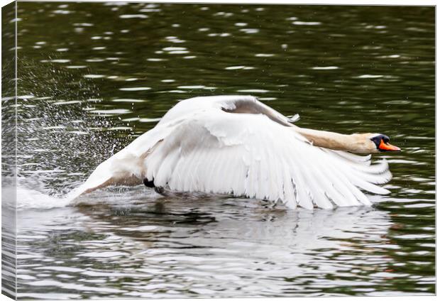 Swan in flight Canvas Print by Rory Hailes