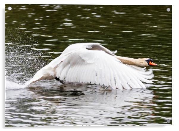 Swan in flight Acrylic by Rory Hailes
