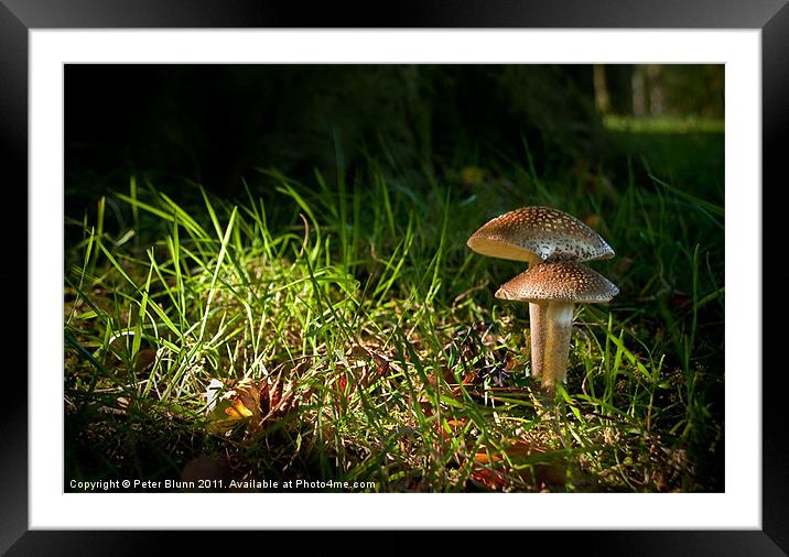 Fungi in the spotlight light Framed Mounted Print by Peter Blunn