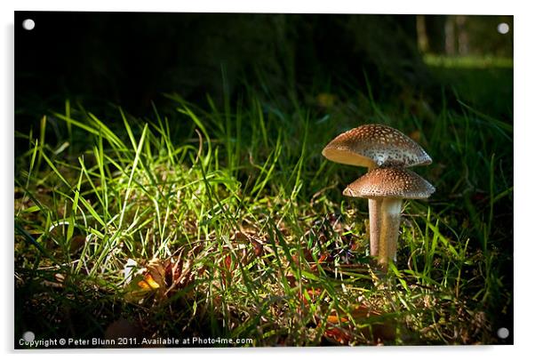 Fungi in the spotlight light Acrylic by Peter Blunn