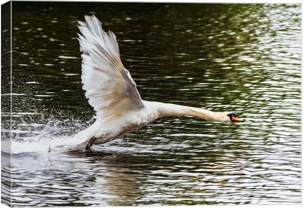 Swan inflight Canvas Print by Rory Hailes