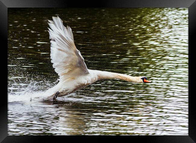 Swan inflight Framed Print by Rory Hailes