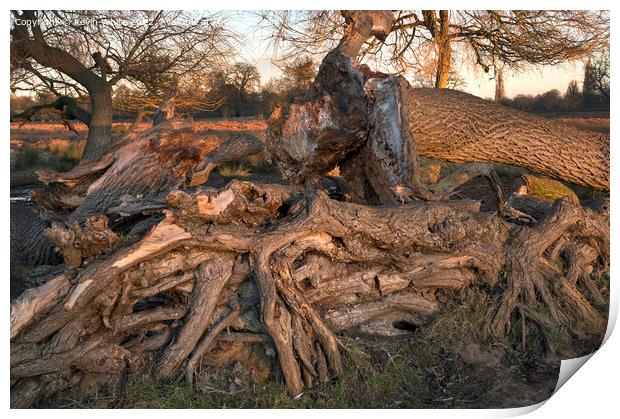 Mangled tree roots Print by Kevin White