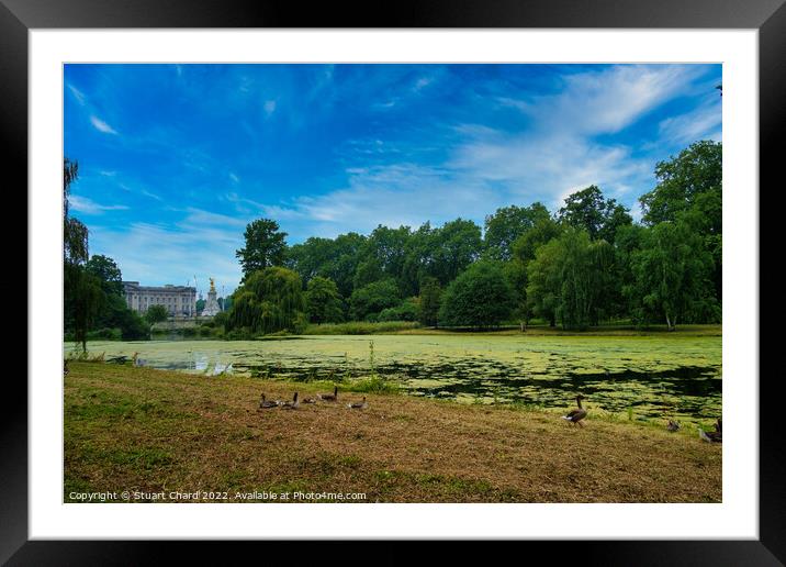 Buckingham Palace as seen from St James Park Londo Framed Mounted Print by Stuart Chard