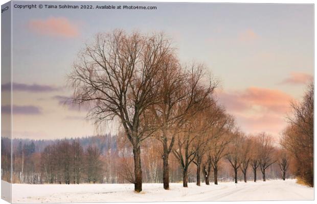 Willow Trees by Rural Road at Winter Sunset Canvas Print by Taina Sohlman