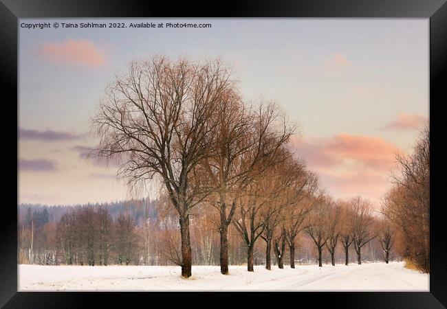 Willow Trees by Rural Road at Winter Sunset Framed Print by Taina Sohlman
