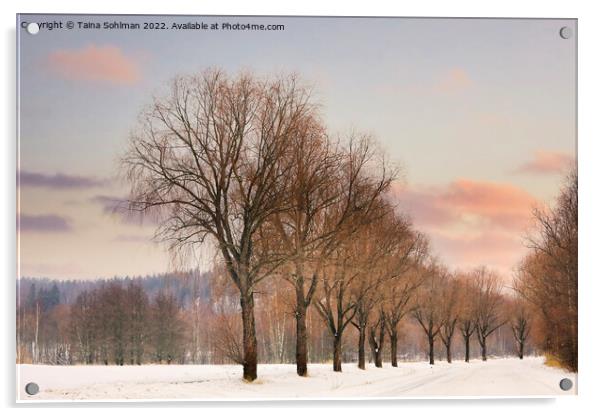 Willow Trees by Rural Road at Winter Sunset Acrylic by Taina Sohlman