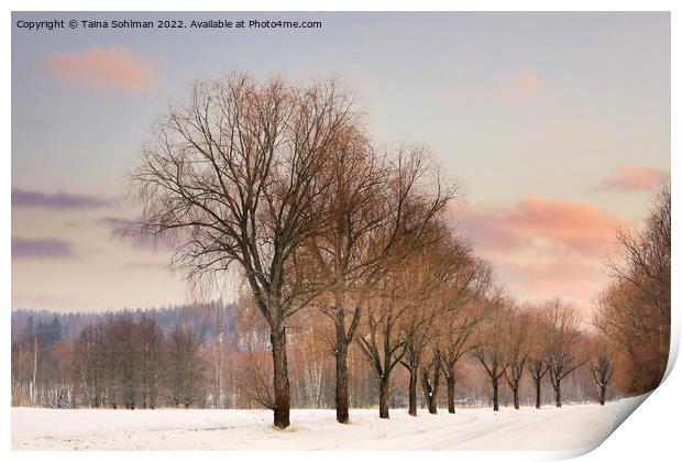 Willow Trees by Rural Road at Winter Sunset Print by Taina Sohlman