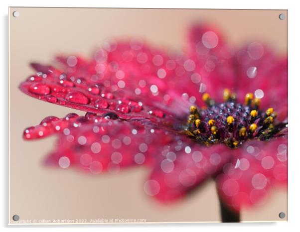 Floral Raindrops Acrylic by Gillian Robertson