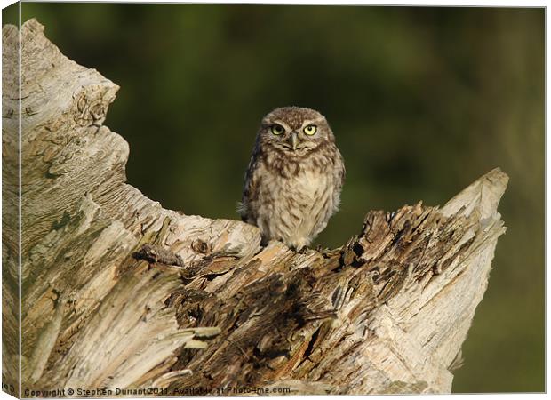 Owlet Canvas Print by Stephen Durrant