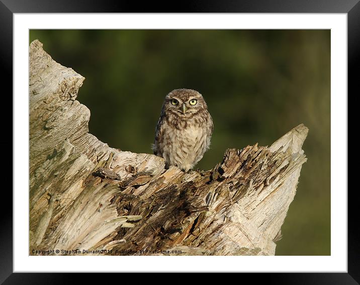 Owlet Framed Mounted Print by Stephen Durrant