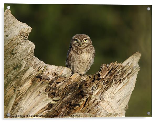 Owlet Acrylic by Stephen Durrant