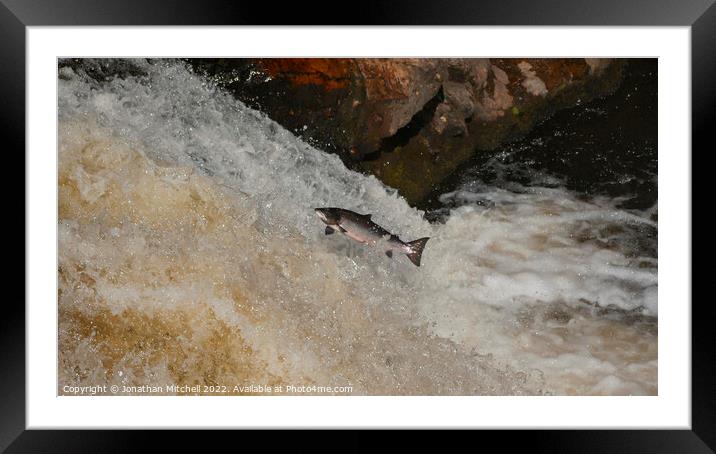 Wild Atlantic Salmon Leap Scotland Framed Mounted Print by Jonathan Mitchell