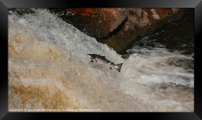 Wild Atlantic Salmon Leap Scotland Framed Print by Jonathan Mitchell