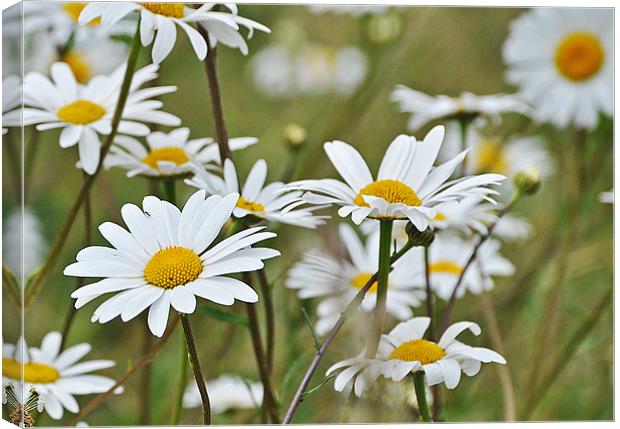 wild daisies Canvas Print by michelle rook