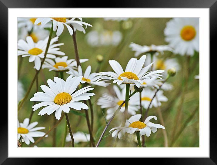 wild daisies Framed Mounted Print by michelle rook