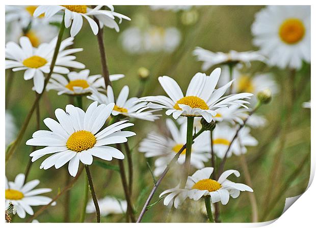 wild daisies Print by michelle rook
