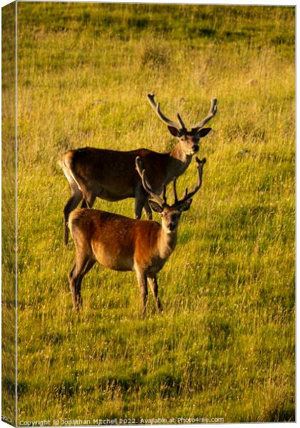 Red Deer stags ( Cervus elaphus ), Sutherland, Scotland, 2018 Canvas Print by Jonathan Mitchell