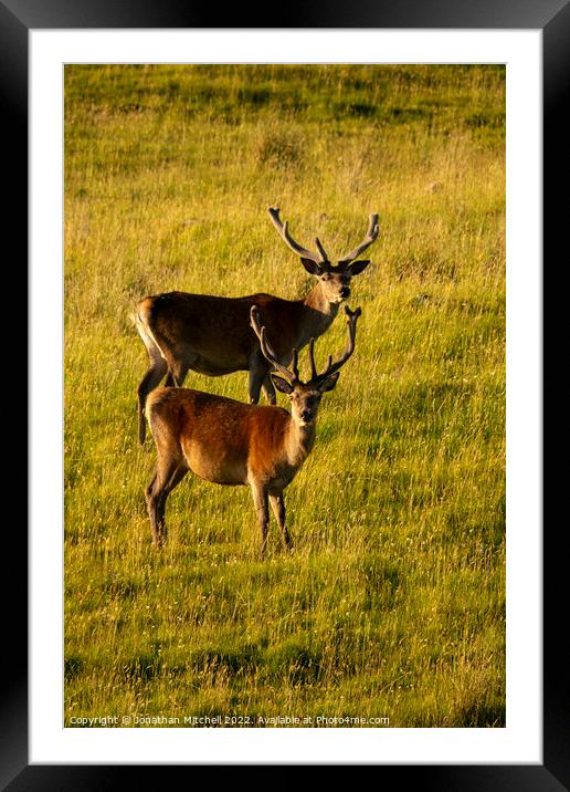 Red Deer stags ( Cervus elaphus ), Sutherland, Scotland, 2018 Framed Mounted Print by Jonathan Mitchell