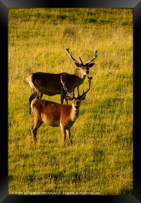 Red Deer stags ( Cervus elaphus ), Sutherland, Scotland, 2018 Framed Print by Jonathan Mitchell