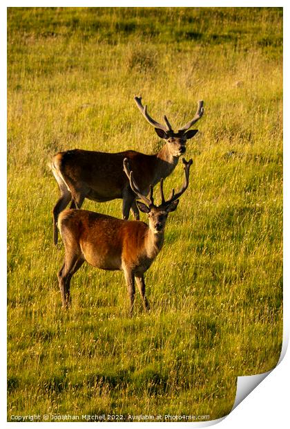 Red Deer stags ( Cervus elaphus ), Sutherland, Scotland, 2018 Print by Jonathan Mitchell