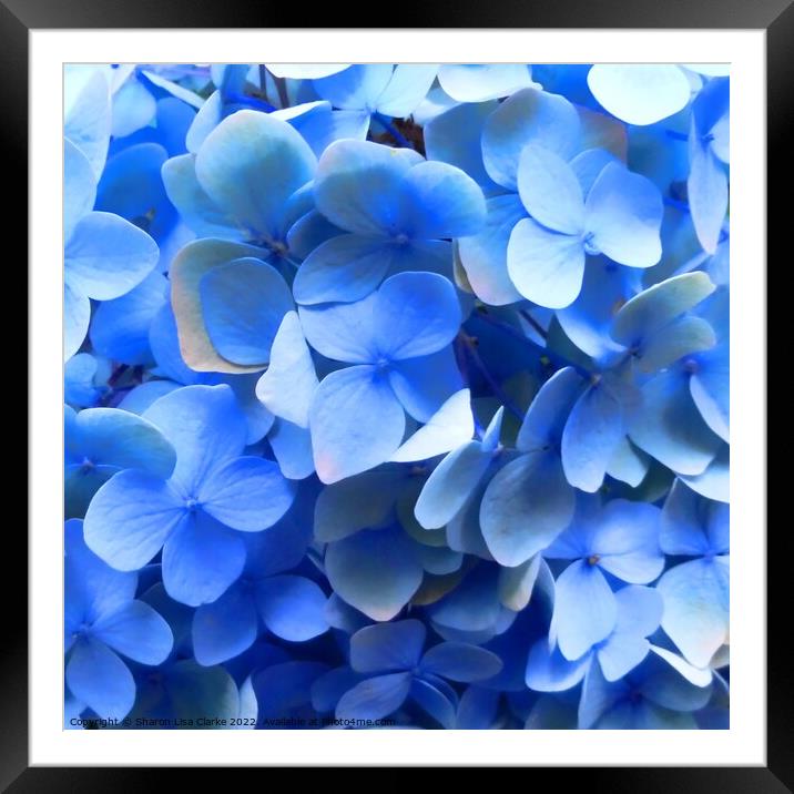 Blue Hydrangea Framed Mounted Print by Sharon Lisa Clarke