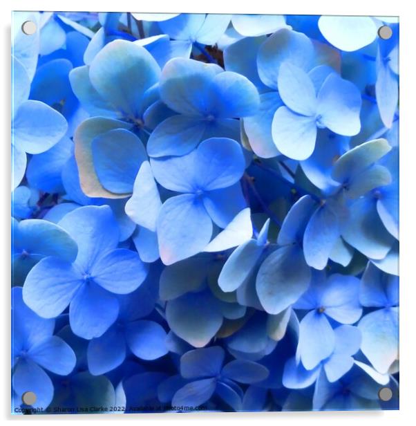 Blue Hydrangea Acrylic by Sharon Lisa Clarke