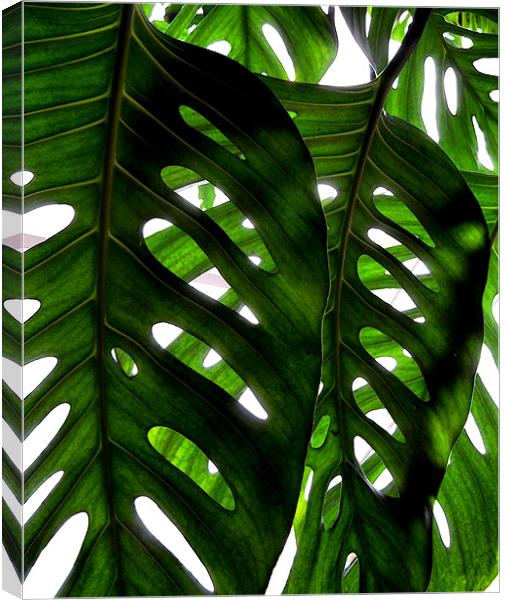 rainforest light Canvas Print by Heather Newton