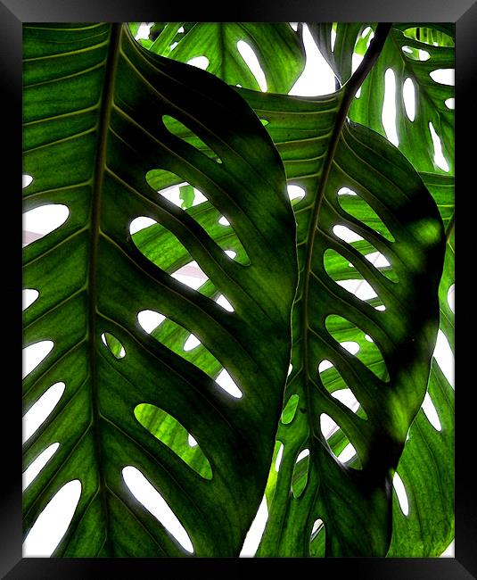 rainforest light Framed Print by Heather Newton